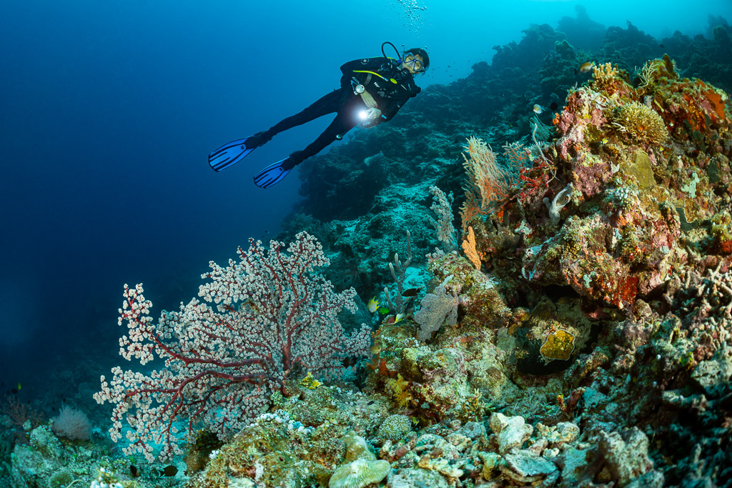 Plongeur avec phare au-dessus d’une gorgone rouge, cadrage horizontal, Dambilah Reef, mer de Banda, Indonésie