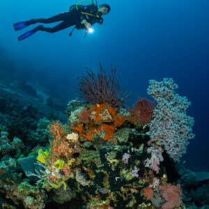 Vue verticale d’un plongeur au-dessus d’une patate de corail à gorgones et éponges, Dambilah Reef, mer de Banda, Indonésie