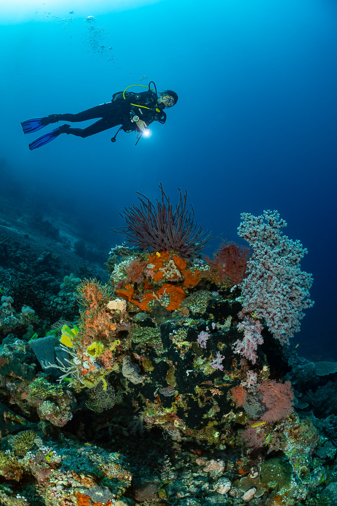 Vue verticale d’un plongeur au-dessus d’une patate de corail à gorgones et éponges, Dambilah Reef, mer de Banda, Indonésie