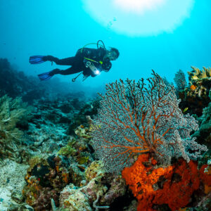 Diver under sunburst above a sea fan and orange sponge, Dambilah Reef, Banda Sea, Indonesia