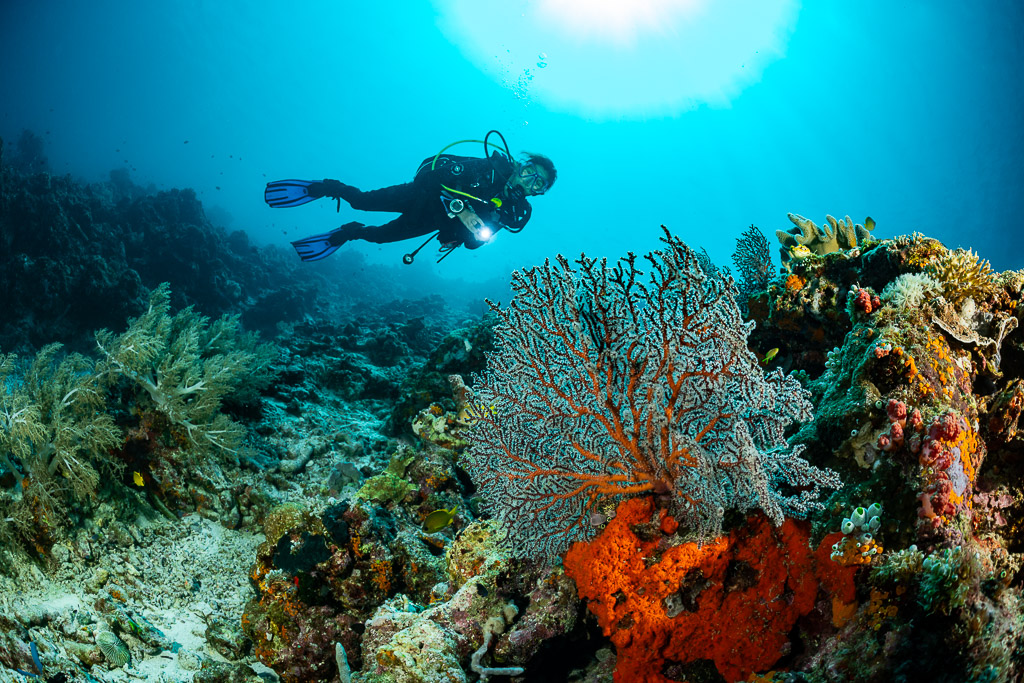 Diver under sunburst above a sea fan and orange sponge, Dambilah Reef, Banda Sea, Indonesia