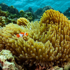 False clownfish nestled in a large anemone on a shallow reef, Dambilah Reef, Banda Sea, Indonesia