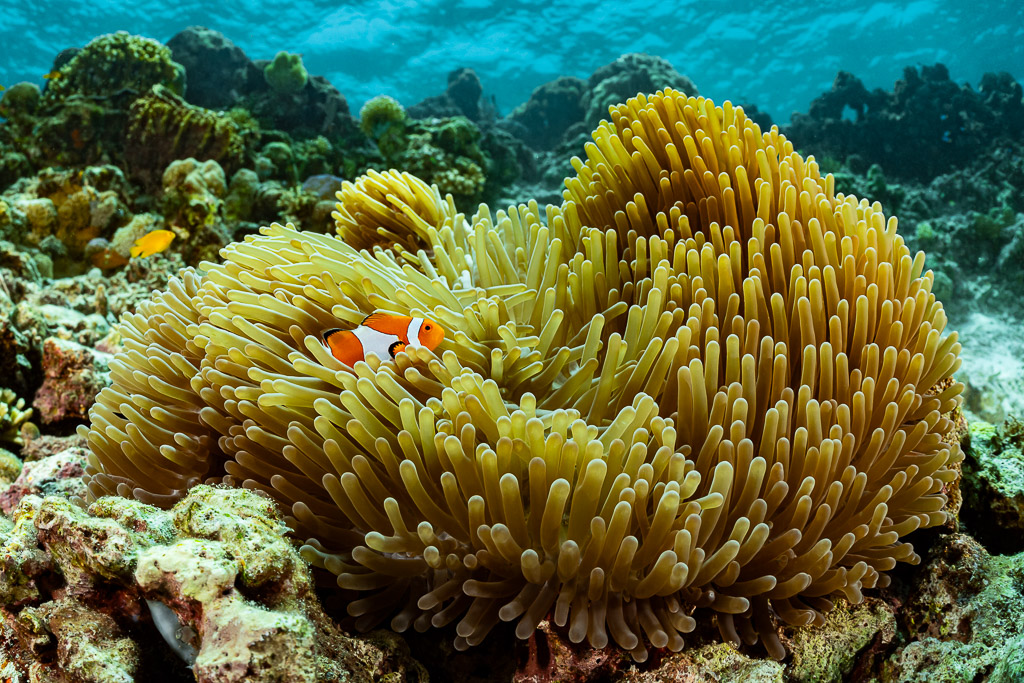 False clownfish nestled in a large anemone on a shallow reef, Dambilah Reef, Banda Sea, Indonesia