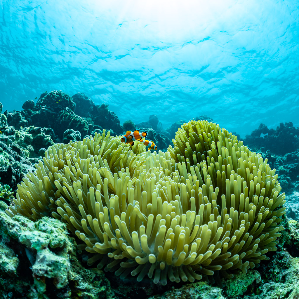 Vue verticale d’une anémone et de son poisson-clown sous la surface, Dambilah Reef, mer de Banda, Indonésie
