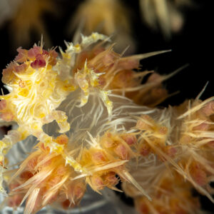 Soft coral crab camouflaged among spiky pale soft coral polyps, The Crack, Banda Sea, Indonesia