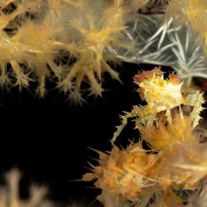 Soft coral crab framed in a dark gap of yellow soft coral, The Crack, Banda Sea, Indonesia
