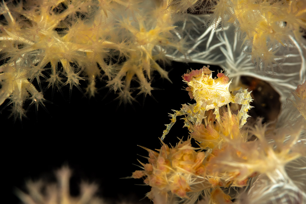 Soft coral crab framed in a dark gap of yellow soft coral, The Crack, Banda Sea, Indonesia