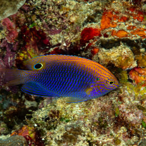 Blue damselfish with orange speckled back hiding in the reef, The Crack, Banda Sea, Indonesia