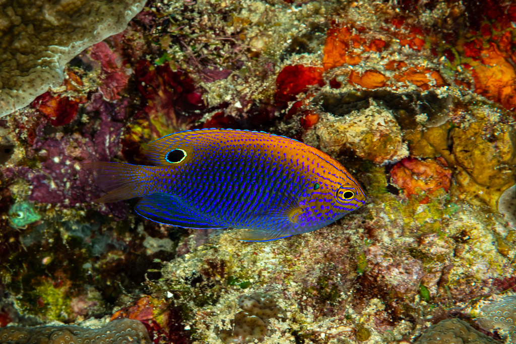 Blue damselfish with orange speckled back hiding in the reef, The Crack, Banda Sea, Indonesia