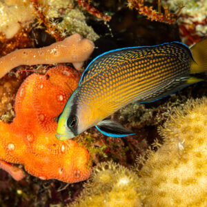 Splendid dottyback with blue fin edges beside an orange sponge, The Crack, Banda Sea, Indonesia