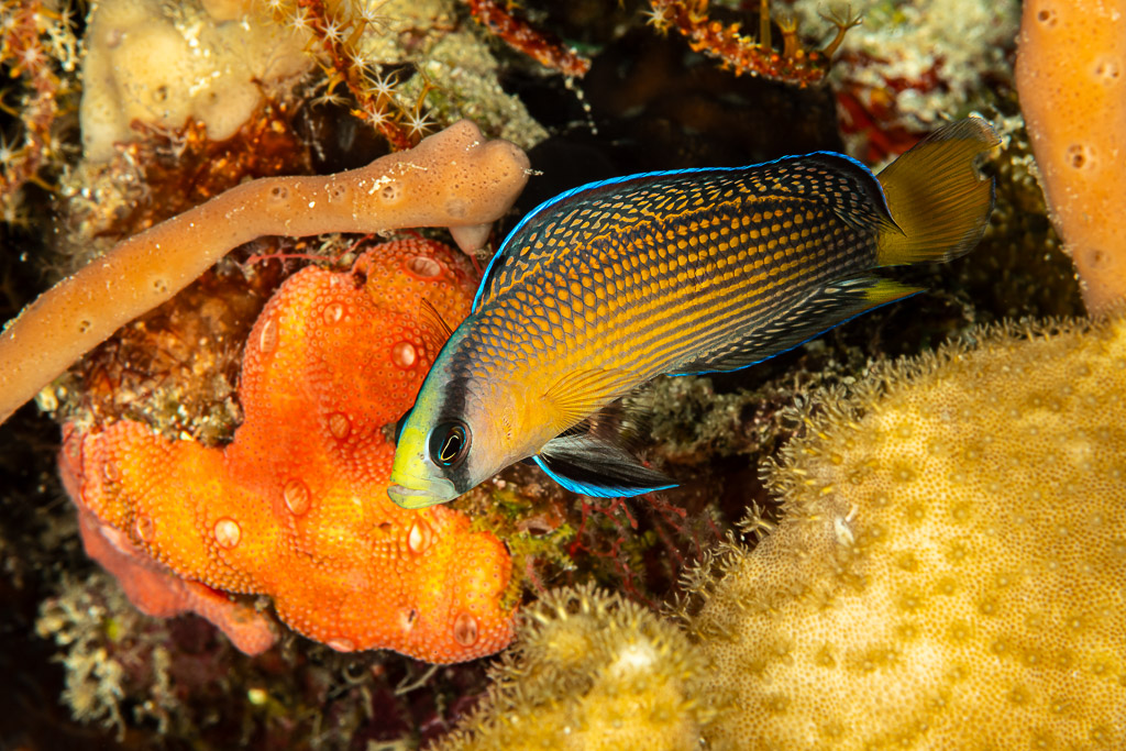 Splendid dottyback with blue fin edges beside an orange sponge, The Crack, Banda Sea, Indonesia