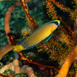 Splendid dottyback swimming among red sea whips, vertical framing, The Crack, Banda Sea, Indonesia