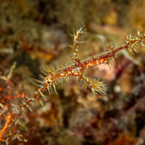Ornate ghost pipefish hovering over the reef in profile, The Crack, Banda Sea, Indonesia