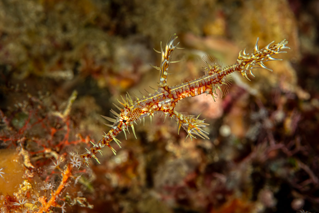 Ornate ghost pipefish hovering over the reef in profile, The Crack, Banda Sea, Indonesia