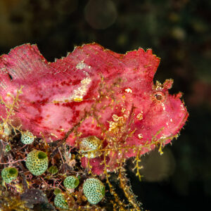Pink leaf scorpionfish perched above green sea squirts, The Crack, Banda Sea, Indonesia