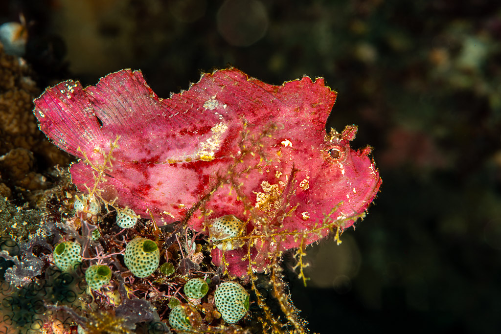 Pink leaf scorpionfish perched above green sea squirts, The Crack, Banda Sea, Indonesia