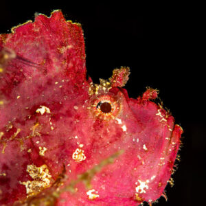 Vertical close-up of a pink leaf scorpionfish head on black, The Crack, Banda Sea, Indonesia