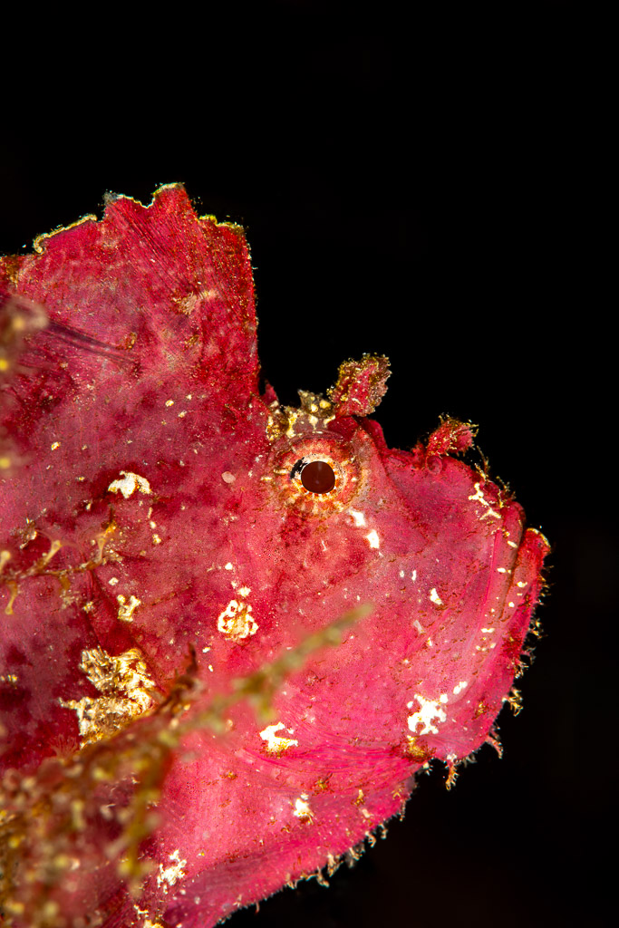 Vertical close-up of a pink leaf scorpionfish head on black, The Crack, Banda Sea, Indonesia