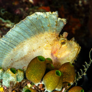 White leaf scorpionfish with raised dorsal fin among sea squirts, The Crack, Banda Sea, Indonesia