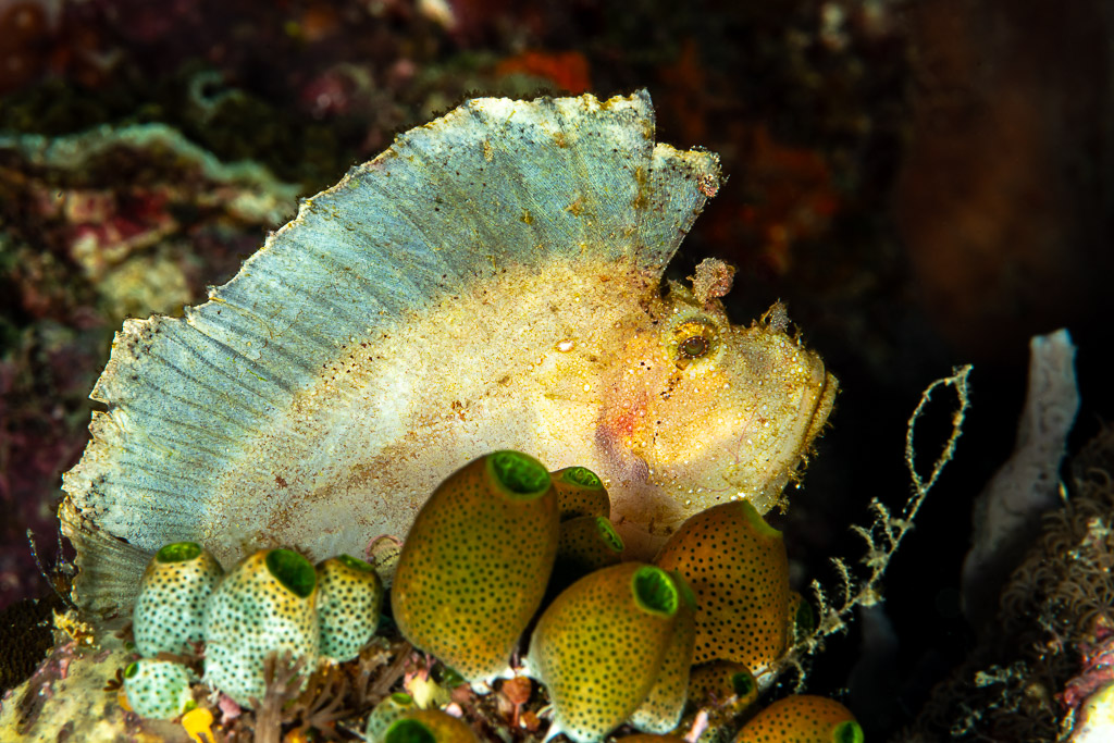 White leaf scorpionfish with raised dorsal fin among sea squirts, The Crack, Banda Sea, Indonesia