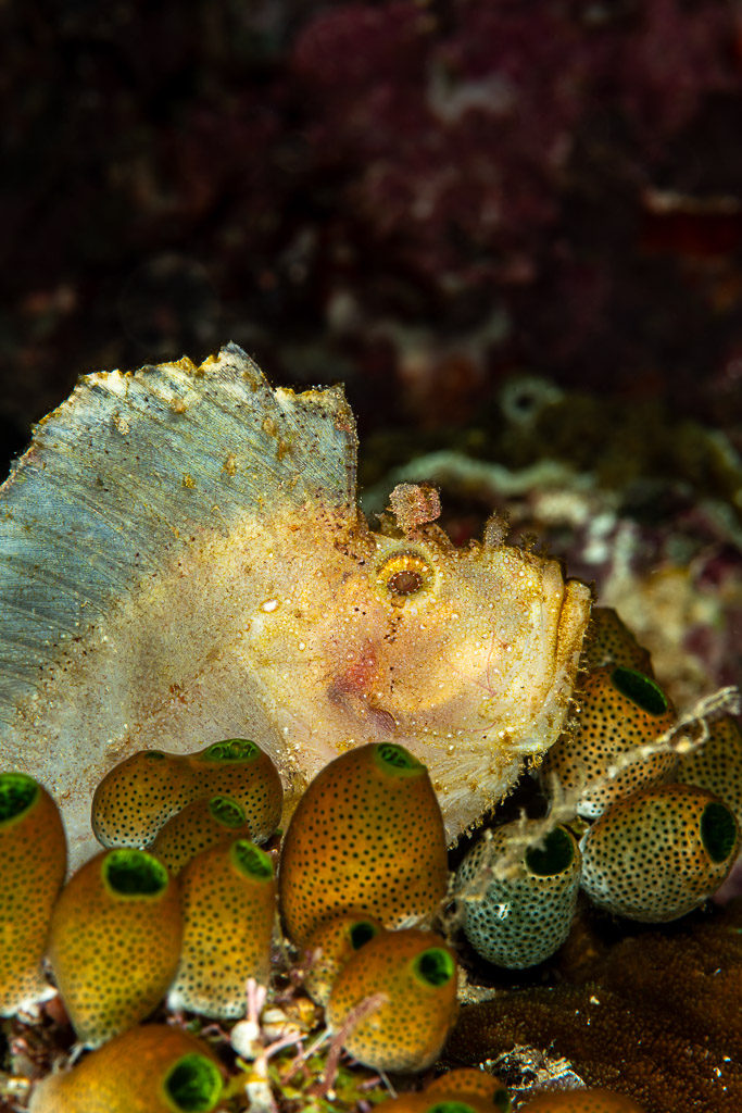 Vue verticale d’un poisson-feuille blanc derrière des ascidies, The Crack, mer de Banda, Indonésie