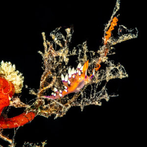 Purple aeolid nudibranch on a hydroid branch against black background, The Crack, Banda Sea, Indonesia