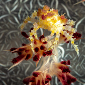 Soft coral crab facing the camera on red and white soft coral, The Crack, Banda Sea, Indonesia