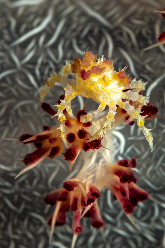 Soft coral crab facing the camera on red and white soft coral, The Crack, Banda Sea, Indonesia