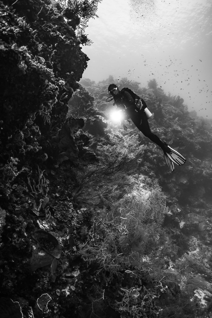 Vue verticale en noir et blanc d’un plongeur le long d’un tombant, Shark Point, mer de Banda, Indonésie