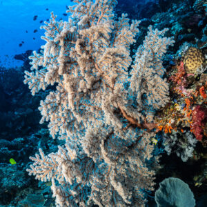 Large pale soft coral tree on a reef slope, vertical, Shark Point, Banda Sea, Indonesia
