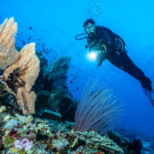 Diver with torch beside a sea fan and sea whips, Shark Point, Banda Sea, Indonesia