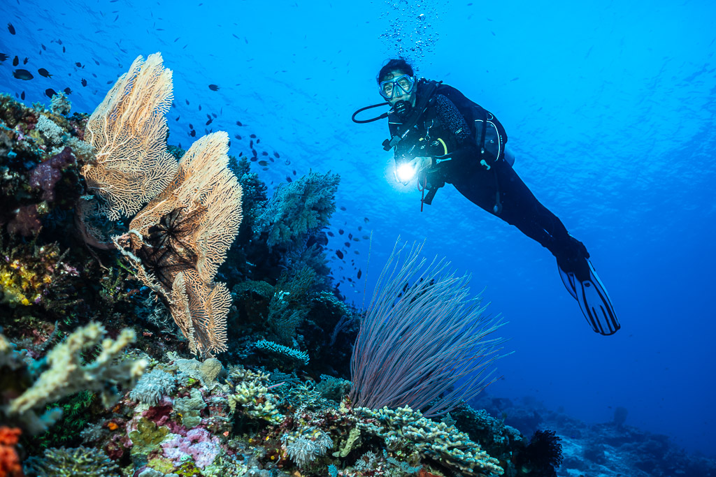 Diver with torch beside a sea fan and sea whips, Shark Point, Banda Sea, Indonesia