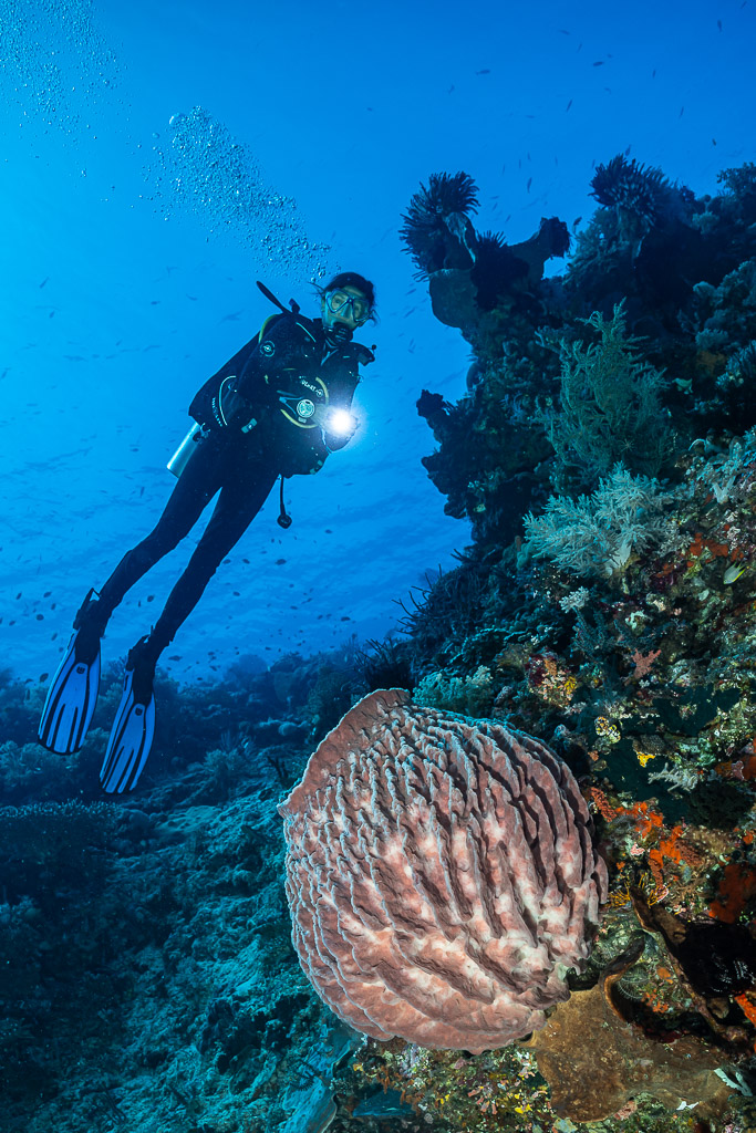 Vue verticale d’un plongeur au-dessus d’une éponge barrique rose, Shark Point, mer de Banda, Indonésie