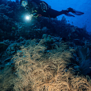Vue verticale d’un plongeur au-dessus de coraux buissonnants dorés sur un tombant, Shark Point, mer de Banda, Indonésie
