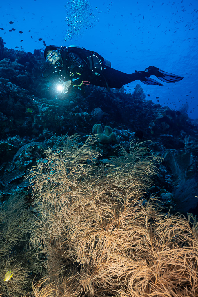 Vue verticale d’un plongeur au-dessus de coraux buissonnants dorés sur un tombant, Shark Point, mer de Banda, Indonésie