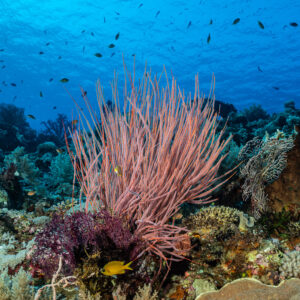 Bouquet de fouets de mer roses sur un récif avec petits poissons au-dessus, Shark Point, mer de Banda, Indonésie