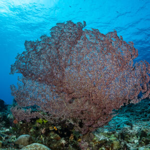 Large red sea fan spreading below the surface, Shark Point, Banda Sea, Indonesia