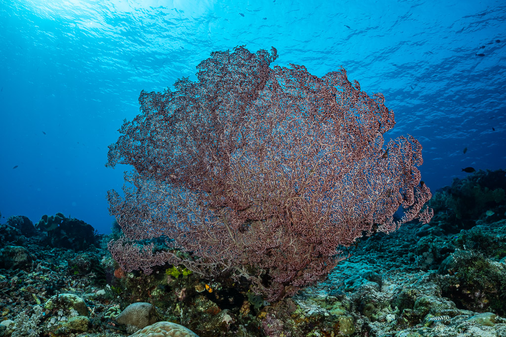 Large red sea fan spreading below the surface, Shark Point, Banda Sea, Indonesia