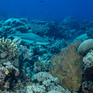Blacktip reef shark swimming over a coral reef, Shark Point, Banda Sea, Indonesia
