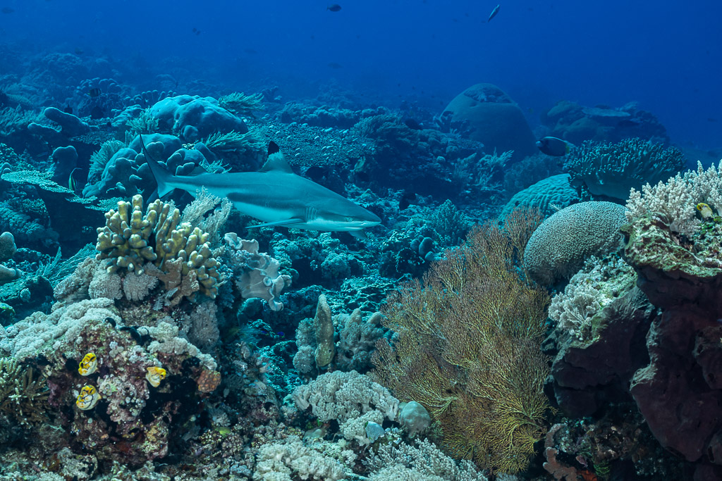 Blacktip reef shark swimming over a coral reef, Shark Point, Banda Sea, Indonesia