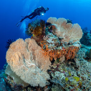 Vue verticale d’un plongeur au-dessus de gorgones géantes et de crinoïdes, Shark Point, mer de Banda, Indonésie