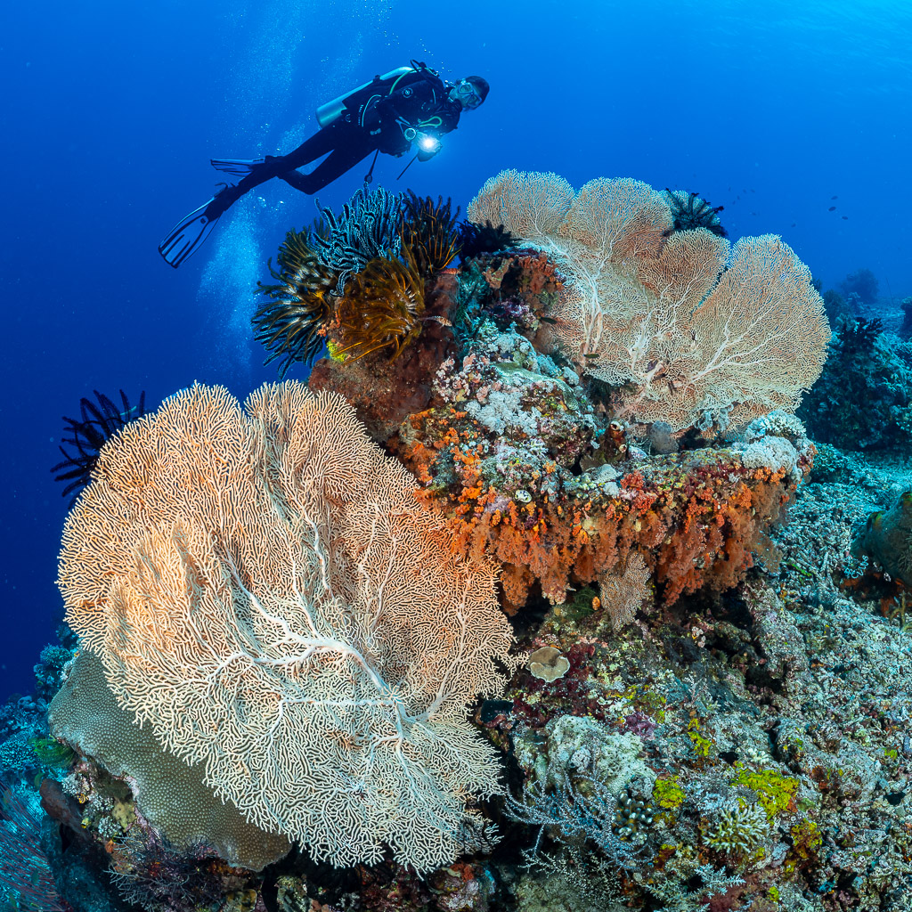 Vue verticale d’un plongeur au-dessus de gorgones géantes et de crinoïdes, Shark Point, mer de Banda, Indonésie