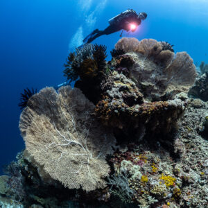 Diver with red torch light above a reef with large sea fans, Shark Point, Banda Sea, Indonesia