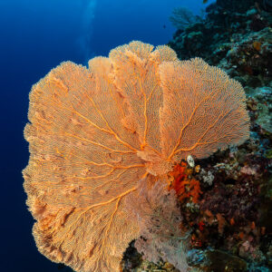 Gorgone orange sur un tombant bleu, format vertical, Shark Point, mer de Banda, Indonésie