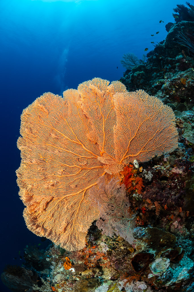 Gorgone orange sur un tombant bleu, format vertical, Shark Point, mer de Banda, Indonésie