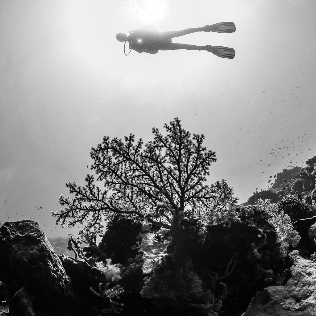 Black and white diver silhouette above a black coral tree, Shark Point, Banda Sea, Indonesia