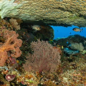 Table coral overhang sheltering soft corals, sea fan and fish, Shark Point, Banda Sea, Indonesia