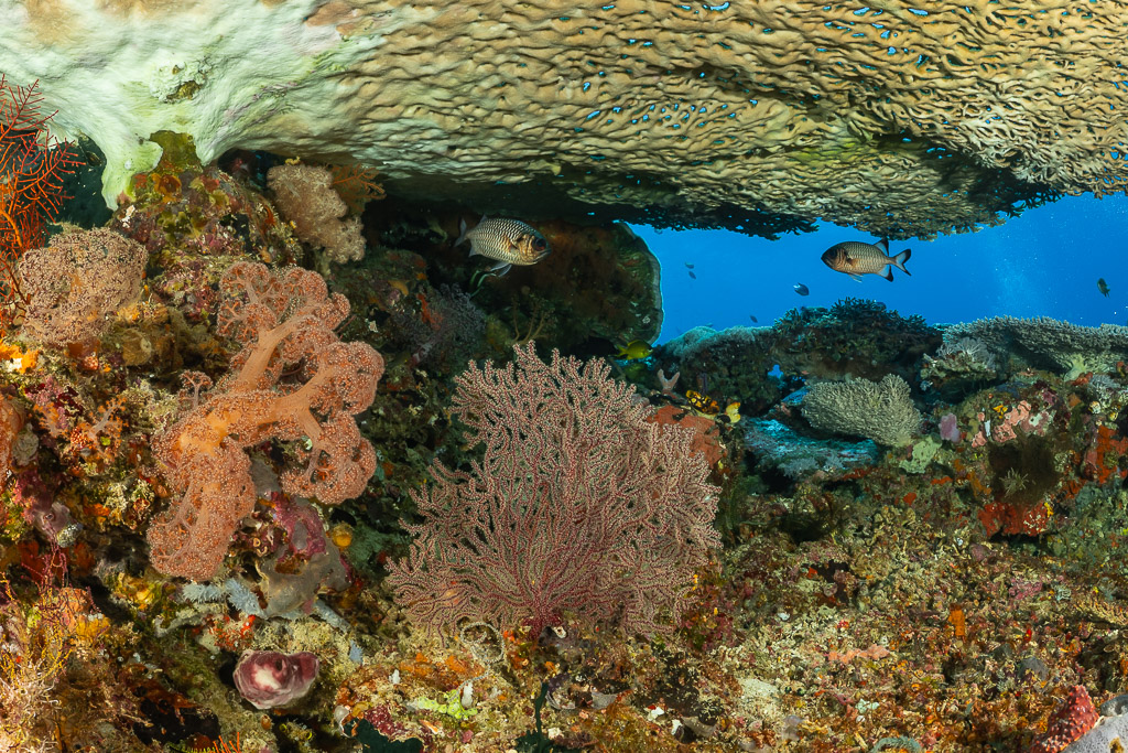 Surplomb de corail tabulaire abritant coraux mous, gorgone et poissons, Shark Point, mer de Banda, Indonésie
