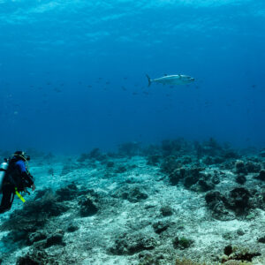 Diver watching a dogtooth tuna over a rubble reef, Shark Point, Banda Sea, Indonesia