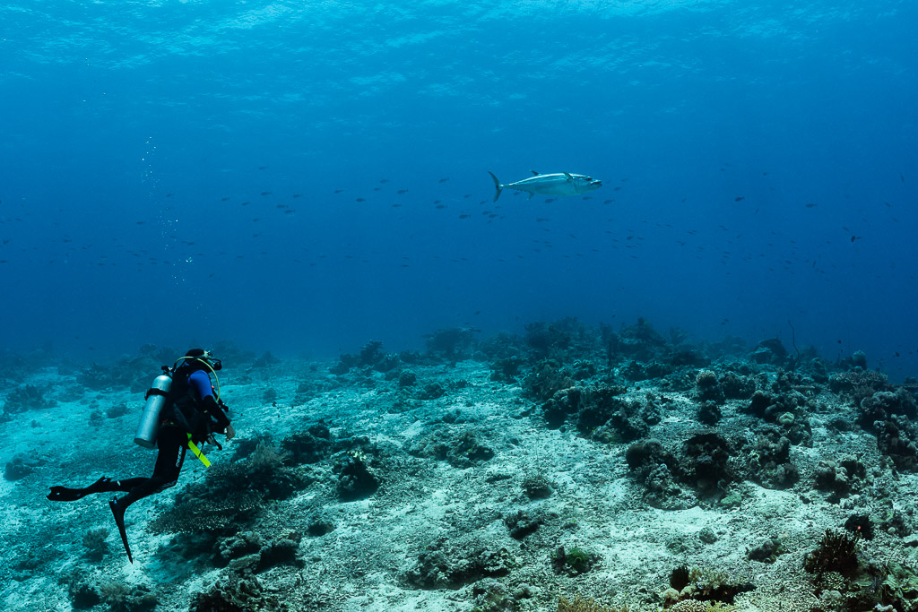 Diver watching a dogtooth tuna over a rubble reef, Shark Point, Banda Sea, Indonesia